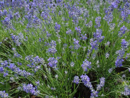 Lavandula Munstead Strain - Levandule úzkolistá