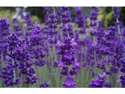 aromatico blue