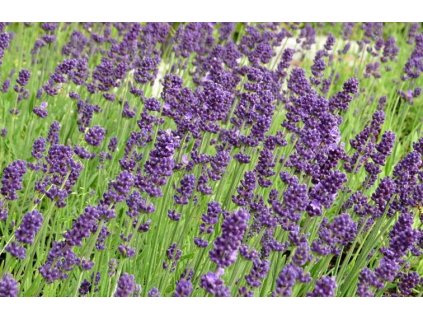 383 lavandula angustifolia aromatico early blue 01