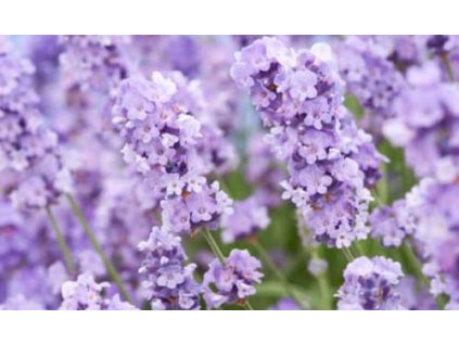 Lavandule Melisa Lilac