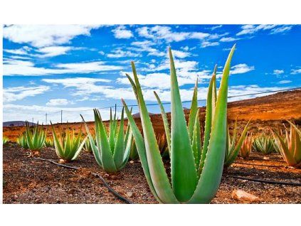 Aloe vera 1
