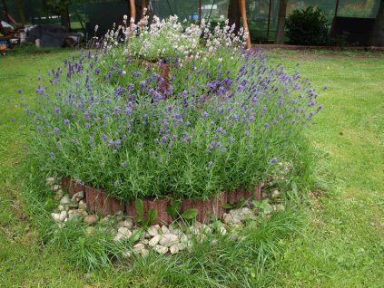 Officinalis3