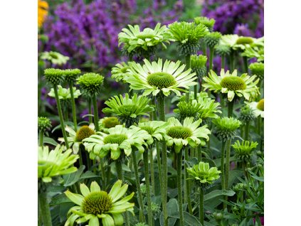 Echinacea Purpurea Alba 1