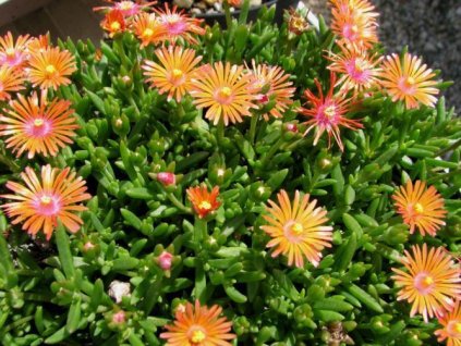Delosperma r osequartz 1