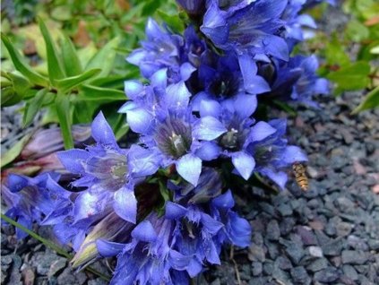 gentiana 1