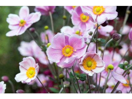 Anemone Pink Saucer 1