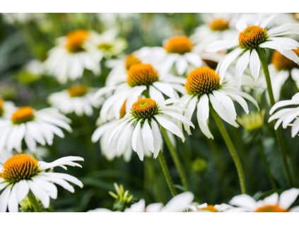 Echinacea Purpurea Alba 1