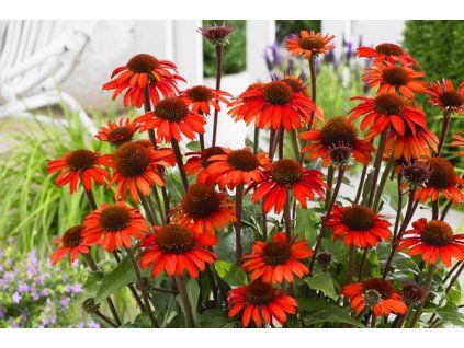 echinacea red pearl 1