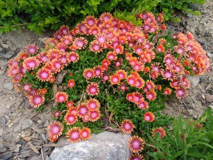 Delosperma Fire Spiner 3