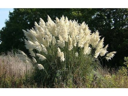 Kortadere White2