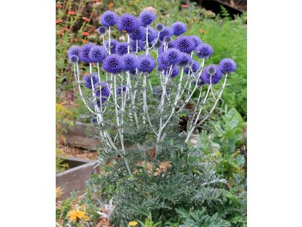 Echinops bannaticus 3