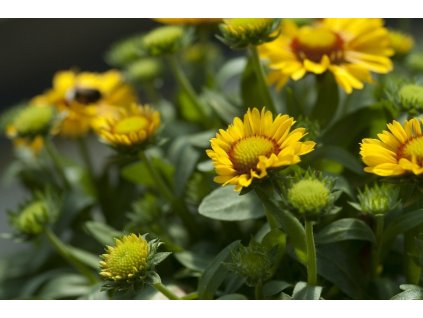 Gaillardia aristata Arizona Apricot 1