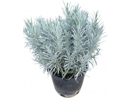 Lavandula Maison Aromatique 1