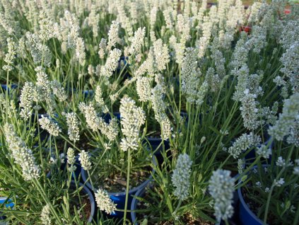 Lavandula Blue Spear2