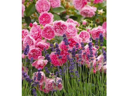 Hidcote 6