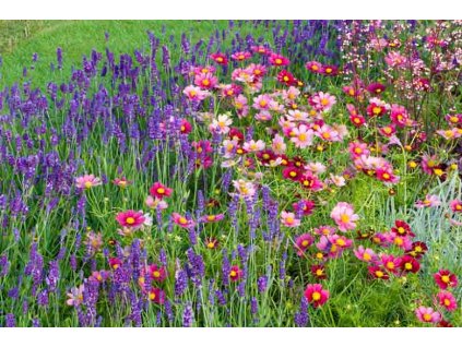 Hidcote 5