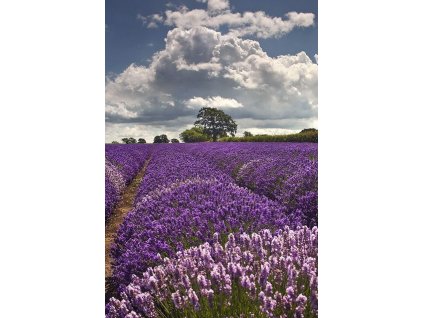 Officinalis 2