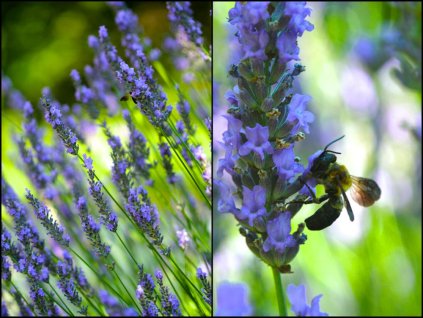 Officinalis3 35cm