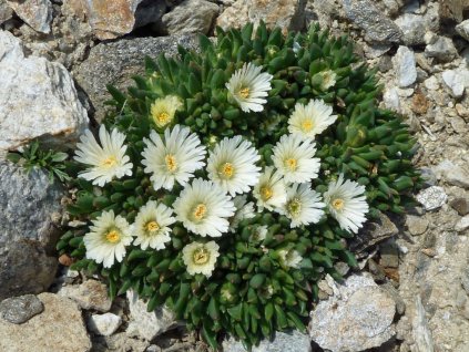 delsperma white nugett