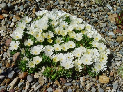 Delosperma congestum alba 1