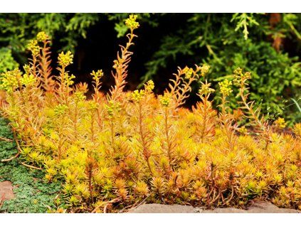 Sedum sediforme Gold2
