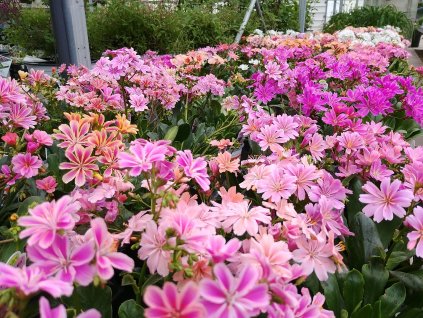 Lewisia mix1