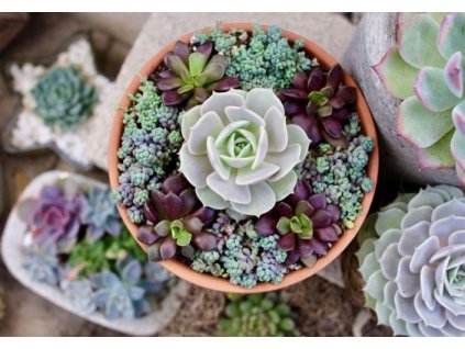 Echeveria 5cm