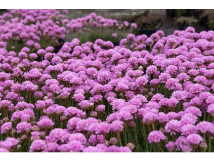 Armeria maritima Rosea Compacta 1