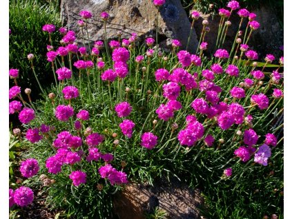 Armeria Maritima Armada Rose 1