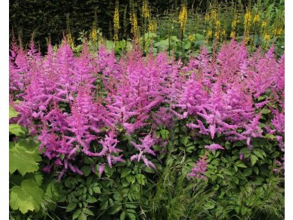 Astilbe Amethyst 3