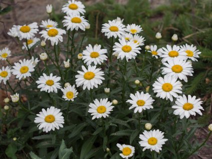 Leucanthemum superbum 3