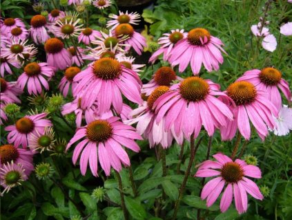 Echinacea Prairie Splendor