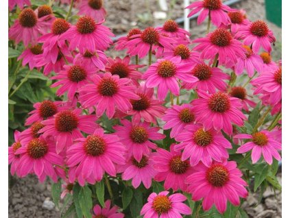 echinacea powwow wild berry