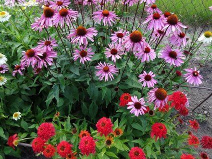 Prairie Splendor Deep rose 2