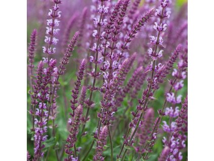 salvia nemorosa amethyst 2