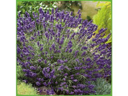 aromatico 1