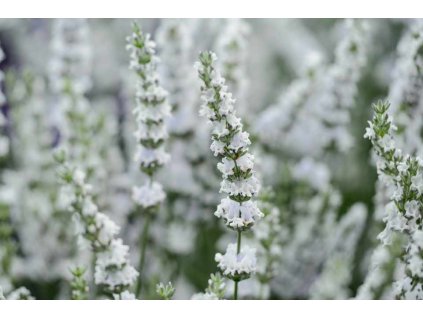 Edelweiss k14