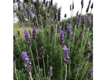 Lavanda inglese 1