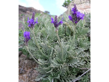 lavandula pinnata 2