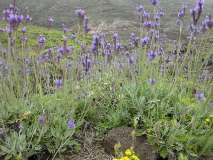 Lavandula pinnata