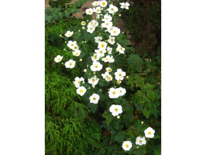 Anemone Anrea Atkinson