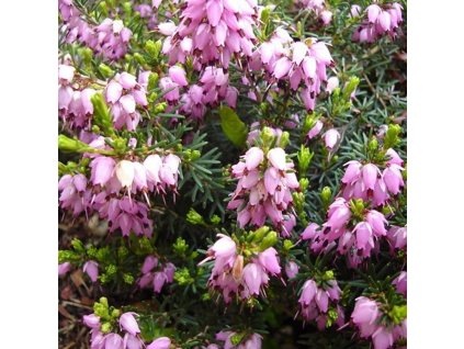 Erica darleyensis 'Darley Dale 2