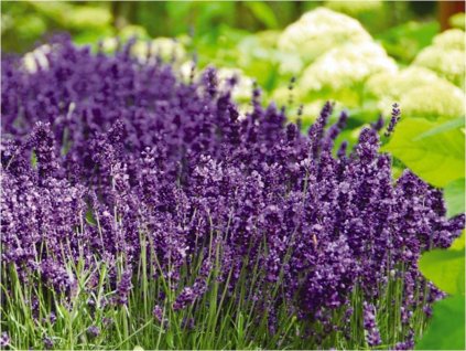 aromatico early blue 1