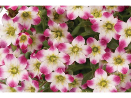 Saxifraga arendsii Marco Picotee Red 1