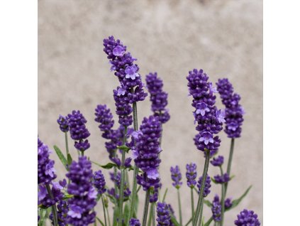 Sentiva Early Blue 1