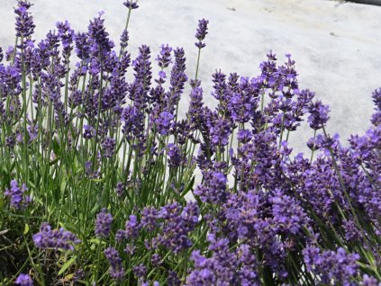 Lavandula angustifolia Felice
