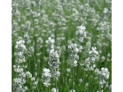 lavandula Aromance White2
