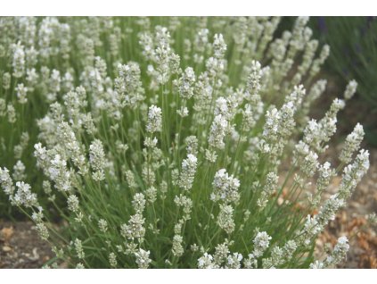 edelweiss