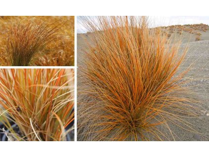 carex testacea prairie fire