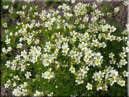 Saxifraga Martho Picotte White.2webp